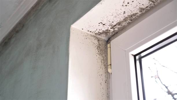 Best Basement Mold Removal  in Bridgeport, MI